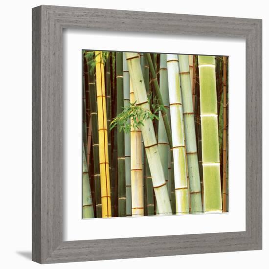 Bamboos Forest, Sagano, Kyoto, Japan-Rob Tilley-Framed Art Print