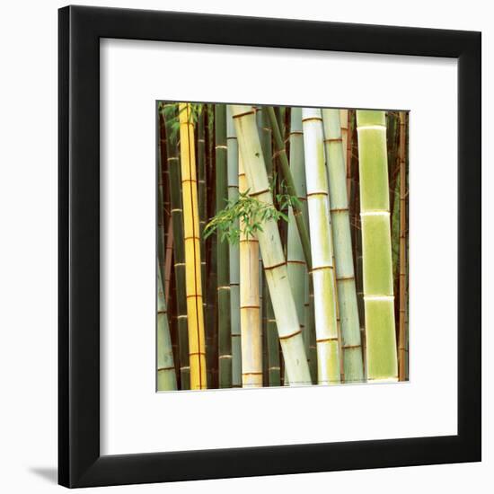 Bamboos Forest, Sagano, Kyoto, Japan-Rob Tilley-Framed Art Print