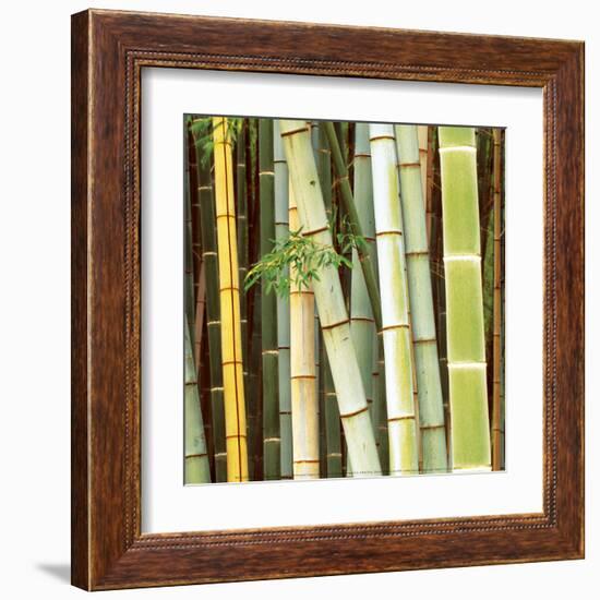 Bamboos Forest, Sagano, Kyoto, Japan-Rob Tilley-Framed Art Print