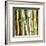 Bamboos Forest, Sagano, Kyoto, Japan-Rob Tilley-Framed Art Print