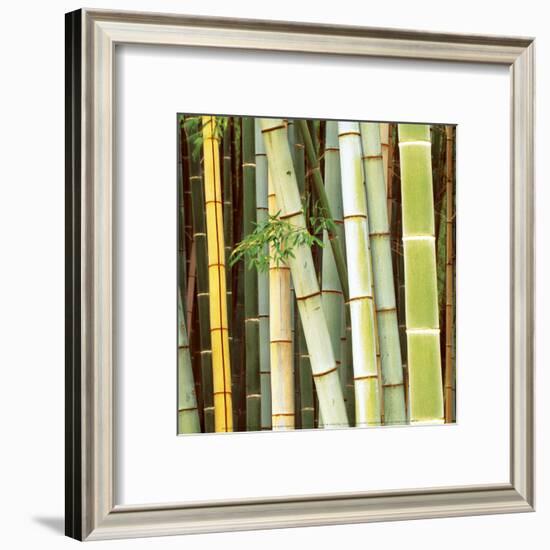 Bamboos Forest, Sagano, Kyoto, Japan-Rob Tilley-Framed Art Print