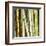 Bamboos Forest, Sagano, Kyoto, Japan-Rob Tilley-Framed Art Print