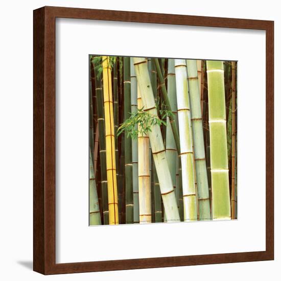 Bamboos Forest, Sagano, Kyoto, Japan-Rob Tilley-Framed Art Print