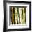 Bamboos Forest, Sagano, Kyoto, Japan-Rob Tilley-Framed Art Print