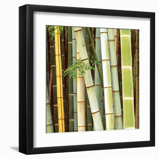 Bamboos Forest, Sagano, Kyoto, Japan-Rob Tilley-Framed Art Print