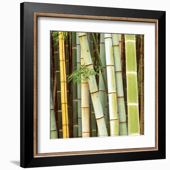 Bamboos Forest, Sagano, Kyoto, Japan-Rob Tilley-Framed Art Print