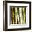 Bamboos Forest, Sagano, Kyoto, Japan-Rob Tilley-Framed Art Print