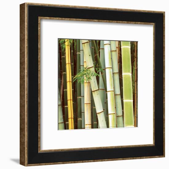 Bamboos Forest, Sagano, Kyoto, Japan-Rob Tilley-Framed Art Print