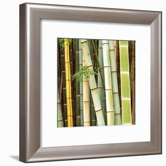 Bamboos Forest, Sagano, Kyoto, Japan-Rob Tilley-Framed Art Print