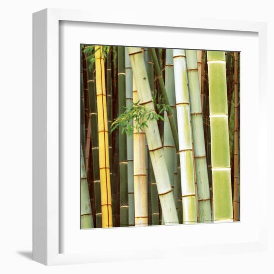 Bamboos Forest, Sagano, Kyoto, Japan-Rob Tilley-Framed Art Print