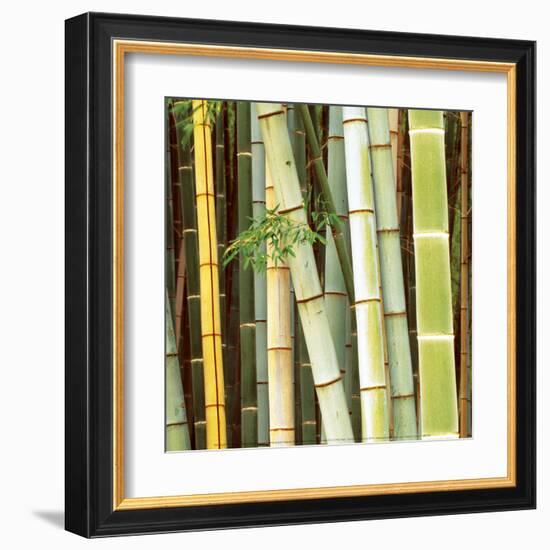 Bamboos Forest, Sagano, Kyoto, Japan-Rob Tilley-Framed Art Print