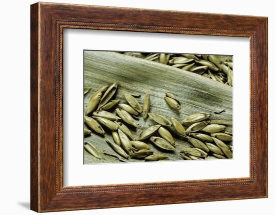 Bambusa Arundinacea (Bamboo) - Seeds-Paul Starosta-Framed Photographic Print