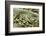 Bambusa Arundinacea (Bamboo) - Seeds-Paul Starosta-Framed Photographic Print