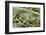 Bambusa Arundinacea (Bamboo) - Seeds-Paul Starosta-Framed Photographic Print