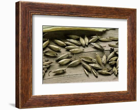 Bambusa Arundinacea (Bamboo) - Seeds-Paul Starosta-Framed Photographic Print