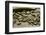 Bambusa Arundinacea (Bamboo) - Seeds-Paul Starosta-Framed Photographic Print