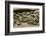 Bambusa Arundinacea (Bamboo) - Seeds-Paul Starosta-Framed Photographic Print