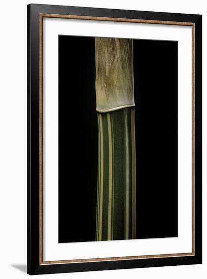 Bambusa Multiplex 'Alphonse Karr' (Bamboo) - Shoot-Paul Starosta-Framed Photographic Print