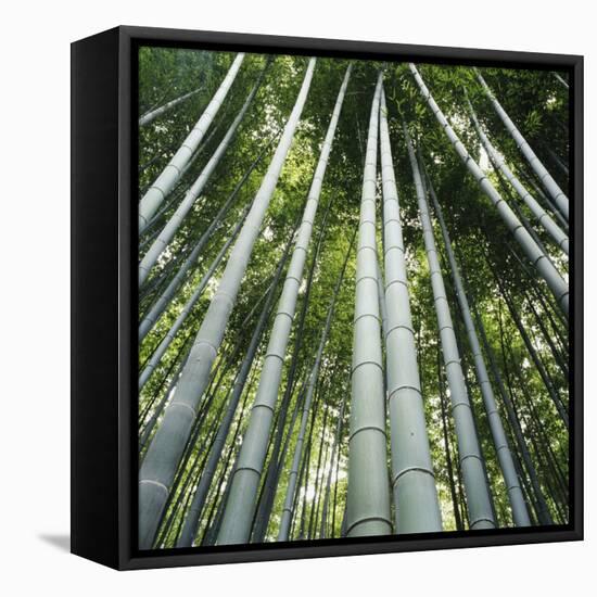 Bamoo Forest in Kyoto-Micha Pawlitzki-Framed Premier Image Canvas