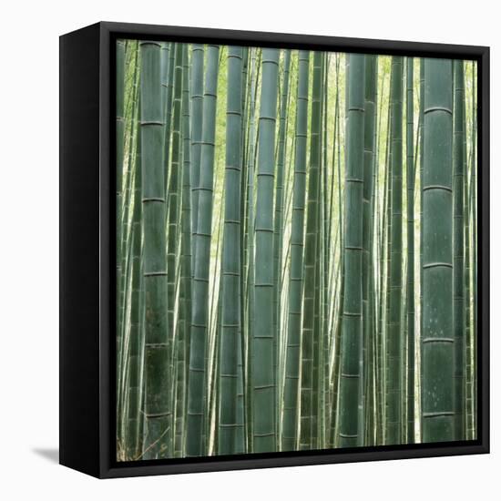 Bamoo Forest in Kyoto-Micha Pawlitzki-Framed Premier Image Canvas