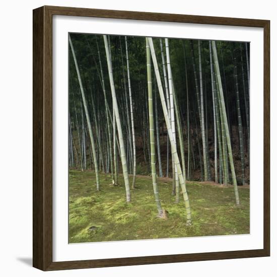 Bamoo Forest in Kyoto-Micha Pawlitzki-Framed Premium Photographic Print