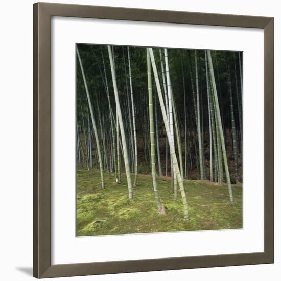 Bamoo Forest in Kyoto-Micha Pawlitzki-Framed Premium Photographic Print