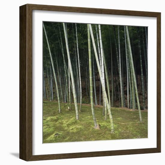 Bamoo Forest in Kyoto-Micha Pawlitzki-Framed Photographic Print