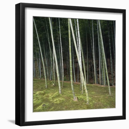 Bamoo Forest in Kyoto-Micha Pawlitzki-Framed Photographic Print