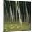 Bamoo Forest in Kyoto-Micha Pawlitzki-Mounted Photographic Print