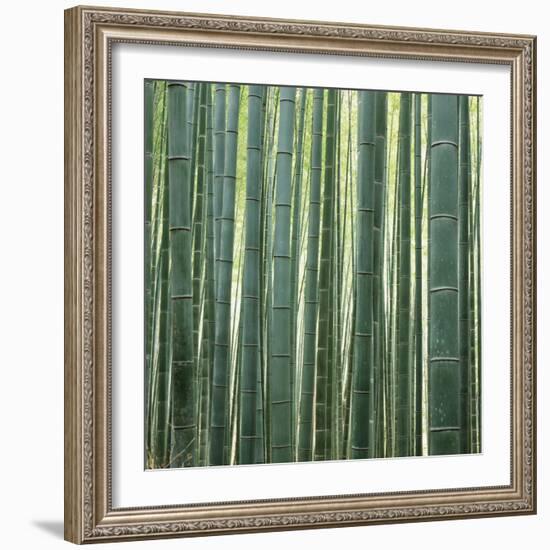 Bamoo Forest in Kyoto-Micha Pawlitzki-Framed Photographic Print