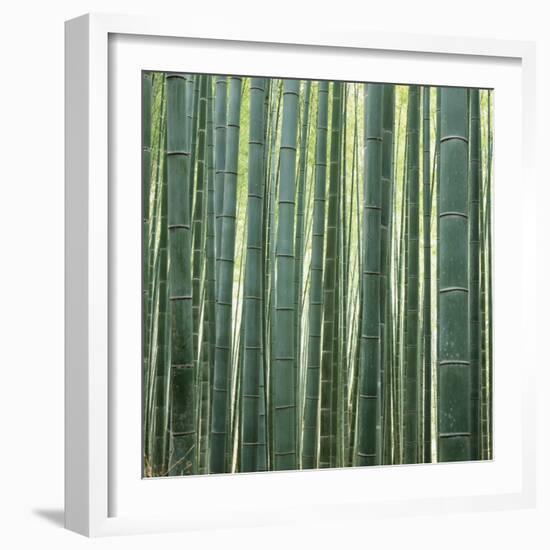 Bamoo Forest in Kyoto-Micha Pawlitzki-Framed Photographic Print