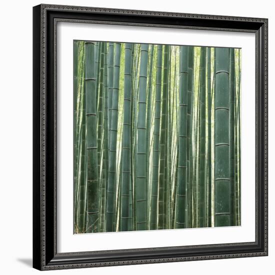 Bamoo Forest in Kyoto-Micha Pawlitzki-Framed Photographic Print