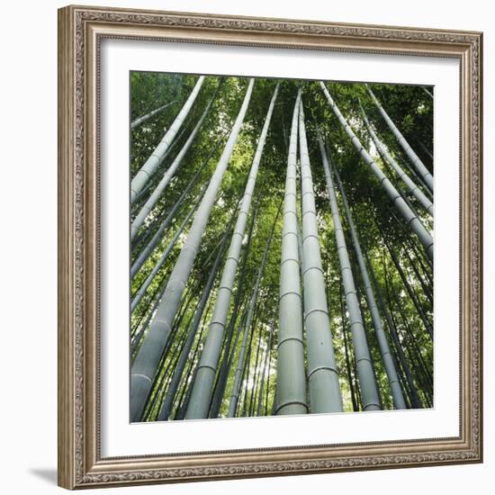 Bamoo Forest in Kyoto-Micha Pawlitzki-Framed Photographic Print