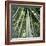 Bamoo Forest in Kyoto-Micha Pawlitzki-Framed Photographic Print