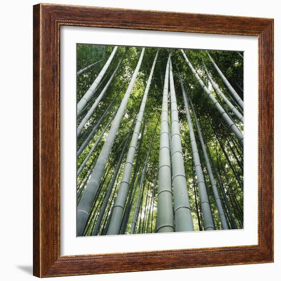 Bamoo Forest in Kyoto-Micha Pawlitzki-Framed Photographic Print