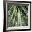 Bamoo Forest in Kyoto-Micha Pawlitzki-Framed Photographic Print