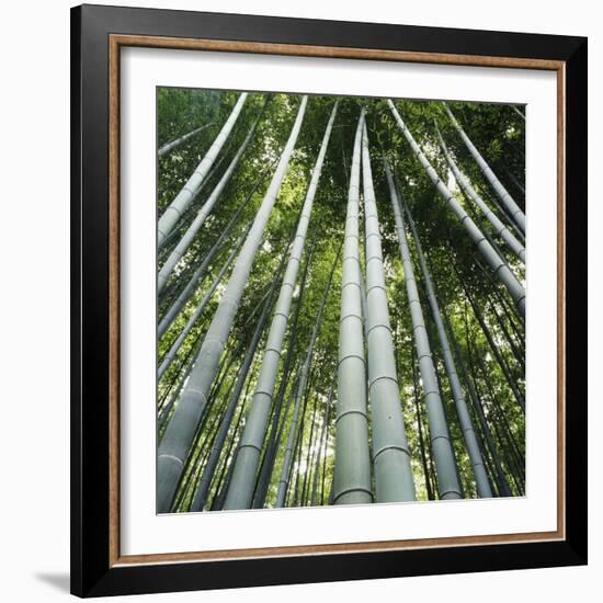 Bamoo Forest in Kyoto-Micha Pawlitzki-Framed Photographic Print