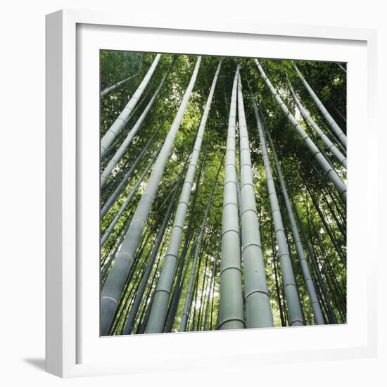 Bamoo Forest in Kyoto-Micha Pawlitzki-Framed Photographic Print