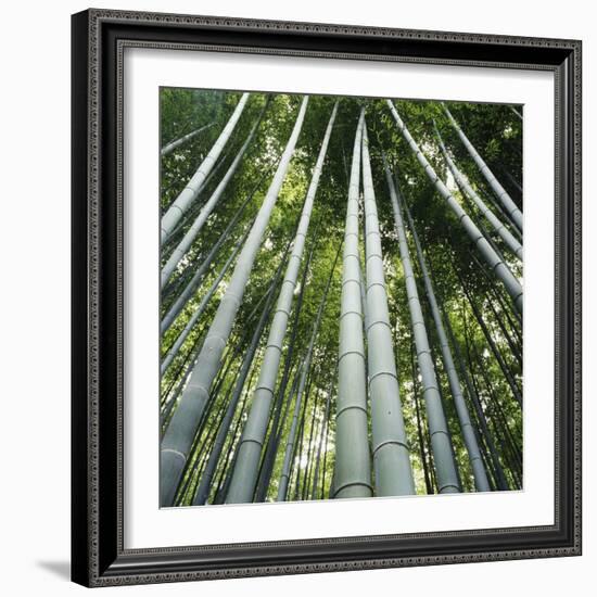 Bamoo Forest in Kyoto-Micha Pawlitzki-Framed Photographic Print