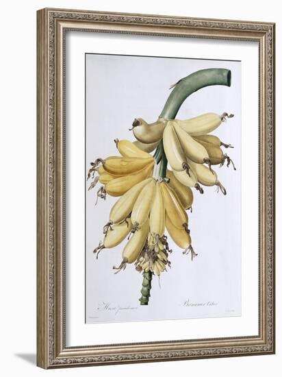 Banana, 1816-Pierre-Joseph Redouté-Framed Giclee Print