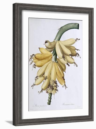Banana, 1816-Pierre-Joseph Redouté-Framed Giclee Print