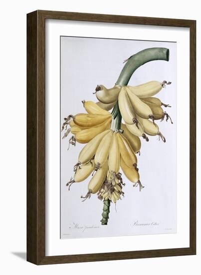 Banana, 1816-Pierre-Joseph Redouté-Framed Giclee Print