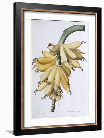 Banana, 1816-Pierre-Joseph Redouté-Framed Giclee Print