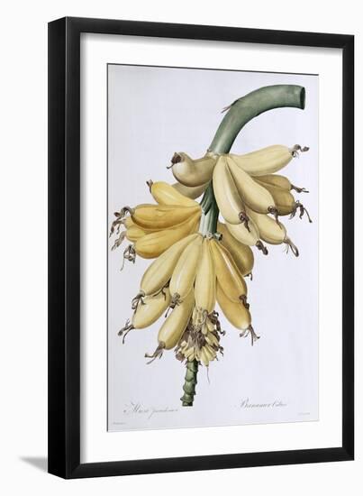 Banana, 1816-Pierre-Joseph Redouté-Framed Giclee Print