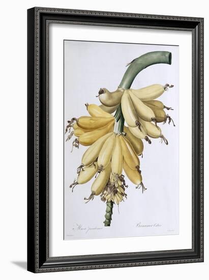 Banana, 1816-Pierre-Joseph Redouté-Framed Giclee Print