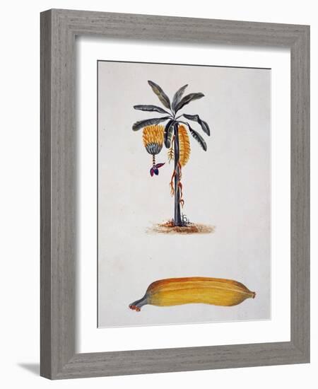 Banana and Banana Plant by Jules-Louis Le Jeune, Tahiti, 19th Century-null-Framed Giclee Print