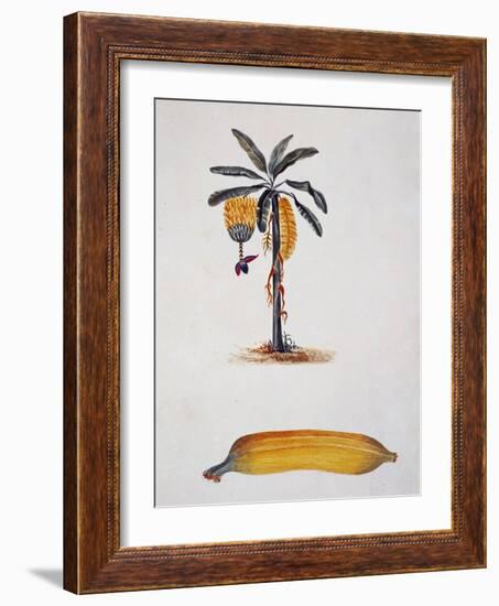 Banana and Banana Plant by Jules-Louis Le Jeune, Tahiti, 19th Century-null-Framed Giclee Print