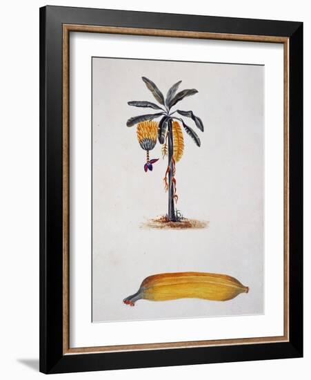 Banana and Banana Plant by Jules-Louis Le Jeune, Tahiti, 19th Century-null-Framed Giclee Print