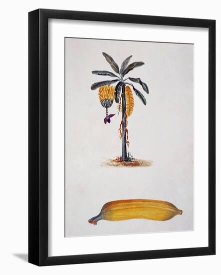 Banana and Banana Plant by Jules-Louis Le Jeune, Tahiti, 19th Century-null-Framed Giclee Print