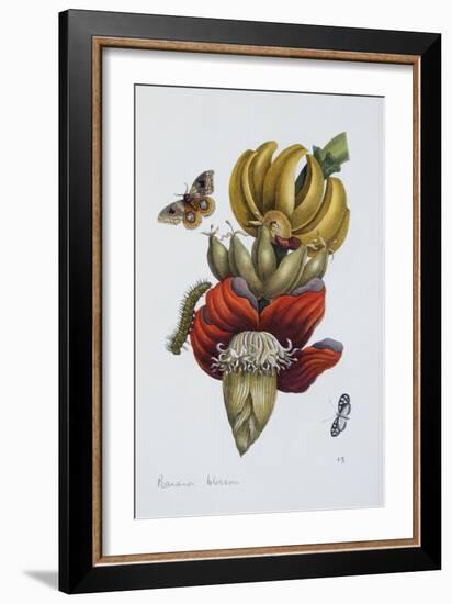 Banana Blossom Illustration from the Little Book of Wonders of the Tropics-null-Framed Giclee Print